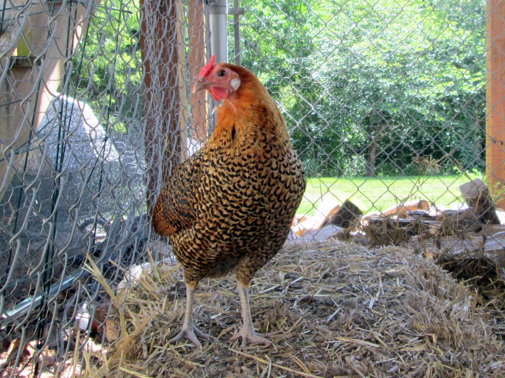 Meet the Girls (and learn about three backyard chicken ...