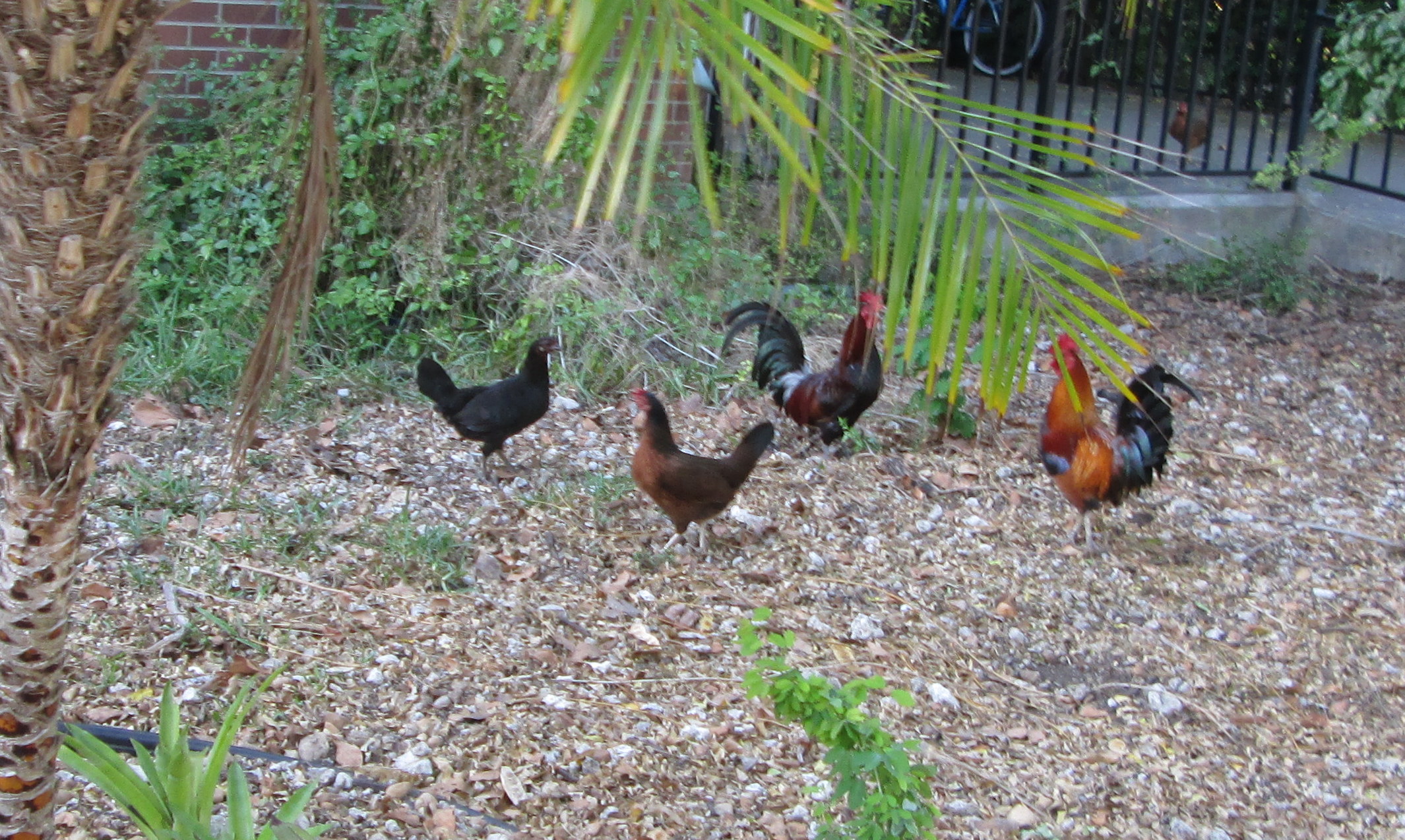 Counting Chickens in Key West Counting My ChickensCounting My Chickens