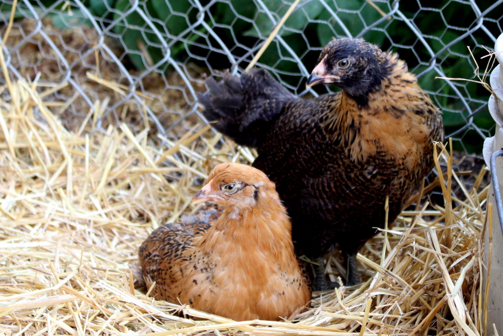 Meet Marigold and Betty, My Easter Egger ChickensCounting My Chickens