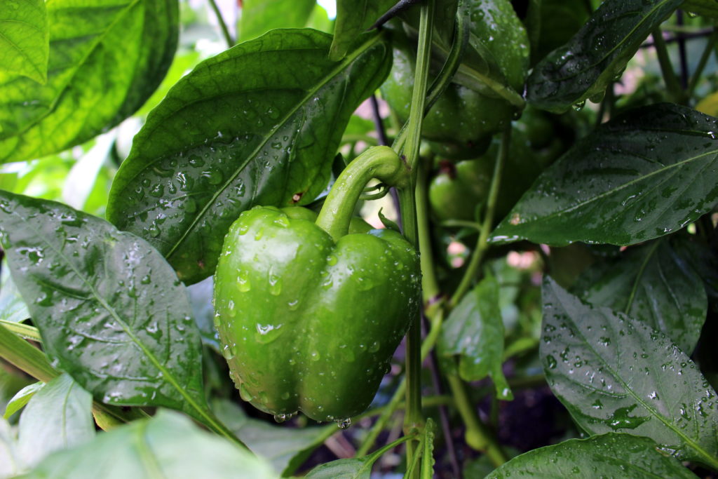 Peppers Eight cultivars to grow in your gardenCounting My